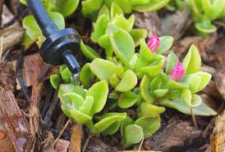 San Jose sprinkler repair technicians suggest drip systems for succulents and smaller plants